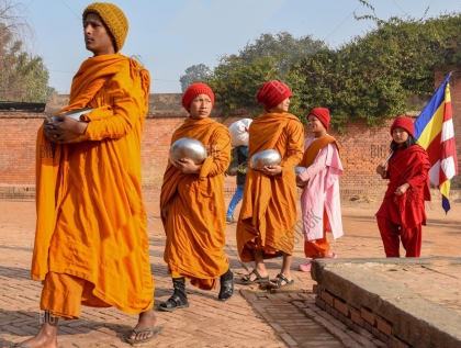 Như một con lừa đi theo sau một đàn bò